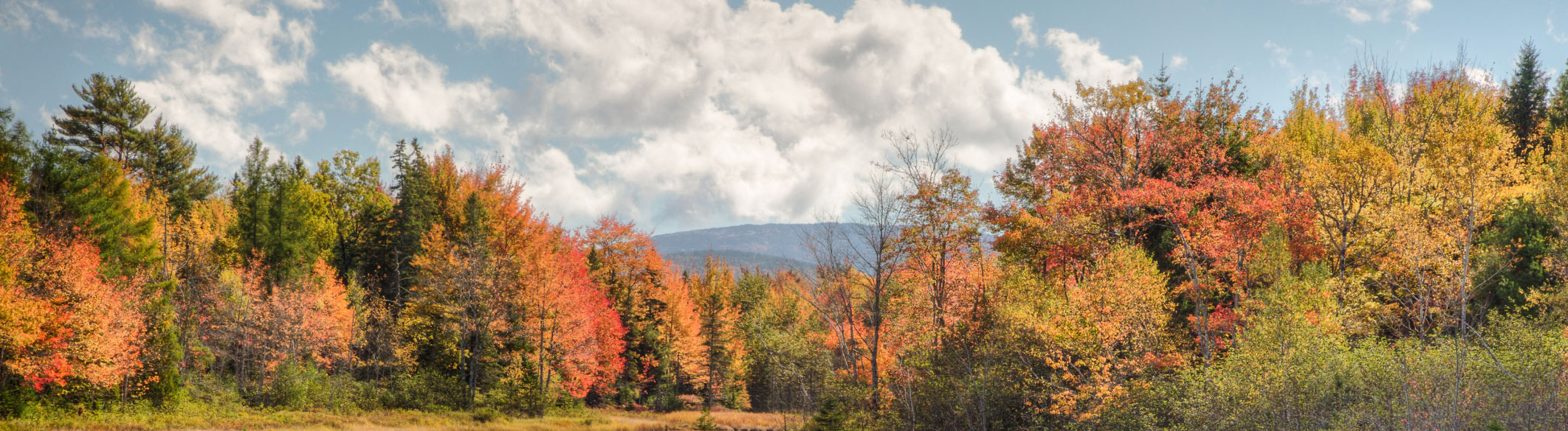 Beautiful Maine foliage we get to enjoy!